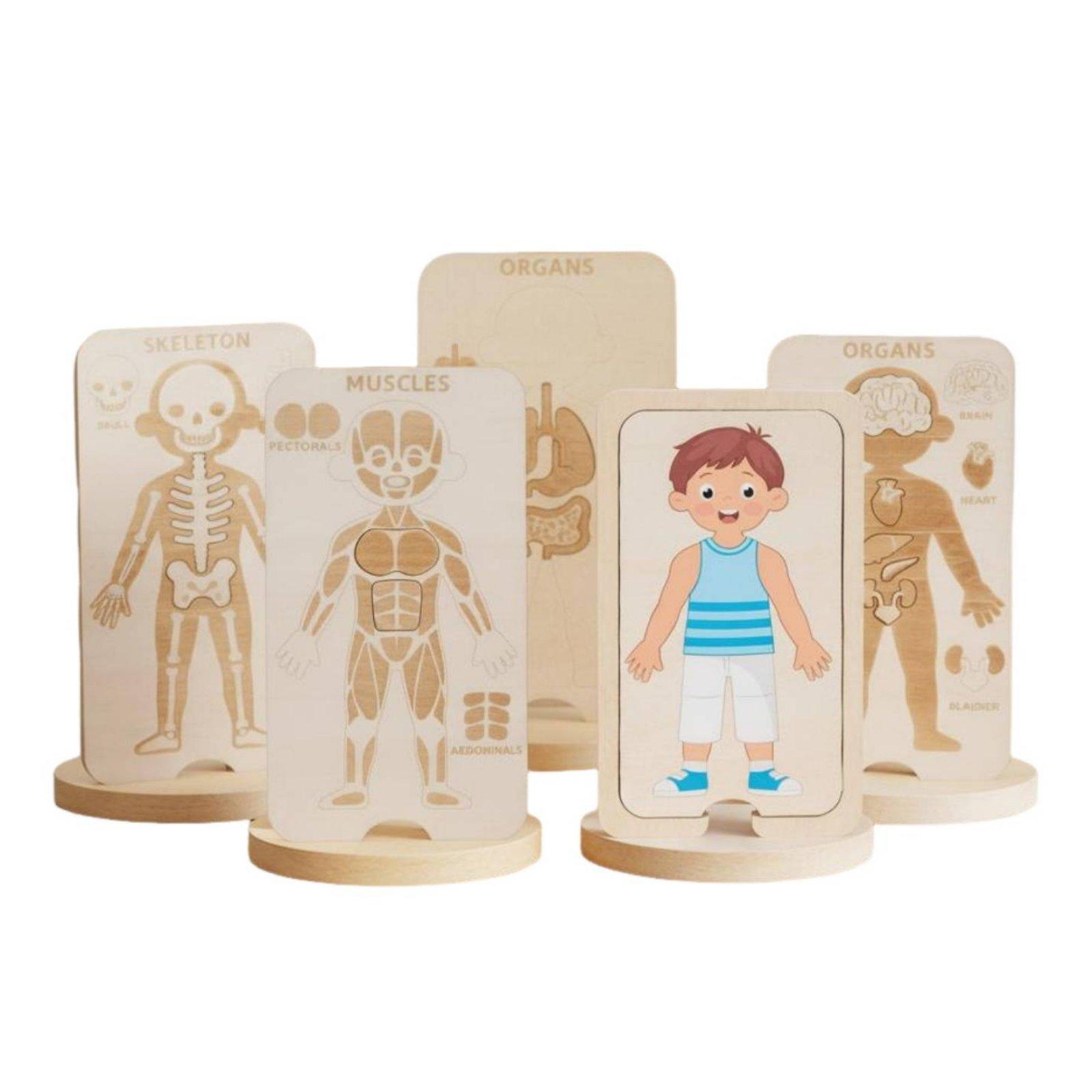 Human Body Puzzle - 子供向け教育用木製パズル 人体解剖学玩具 子供向け構造学習用臓器骨格模型 インタラクティブ