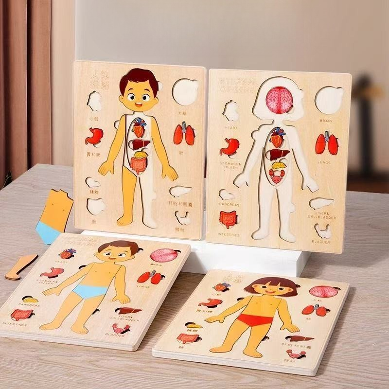Human Body Puzzle - モンテッソーリパズル ビジーボード 人体教育 学習 体のパーツ 子供向け