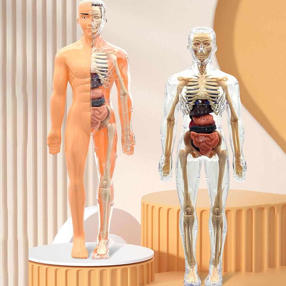 Human Body Puzzle - 3D人体胴体モデル、解剖学、骨格、取り外し可能、シミュレーション、臓器と骨格、分解可能な骨の体模型、新品