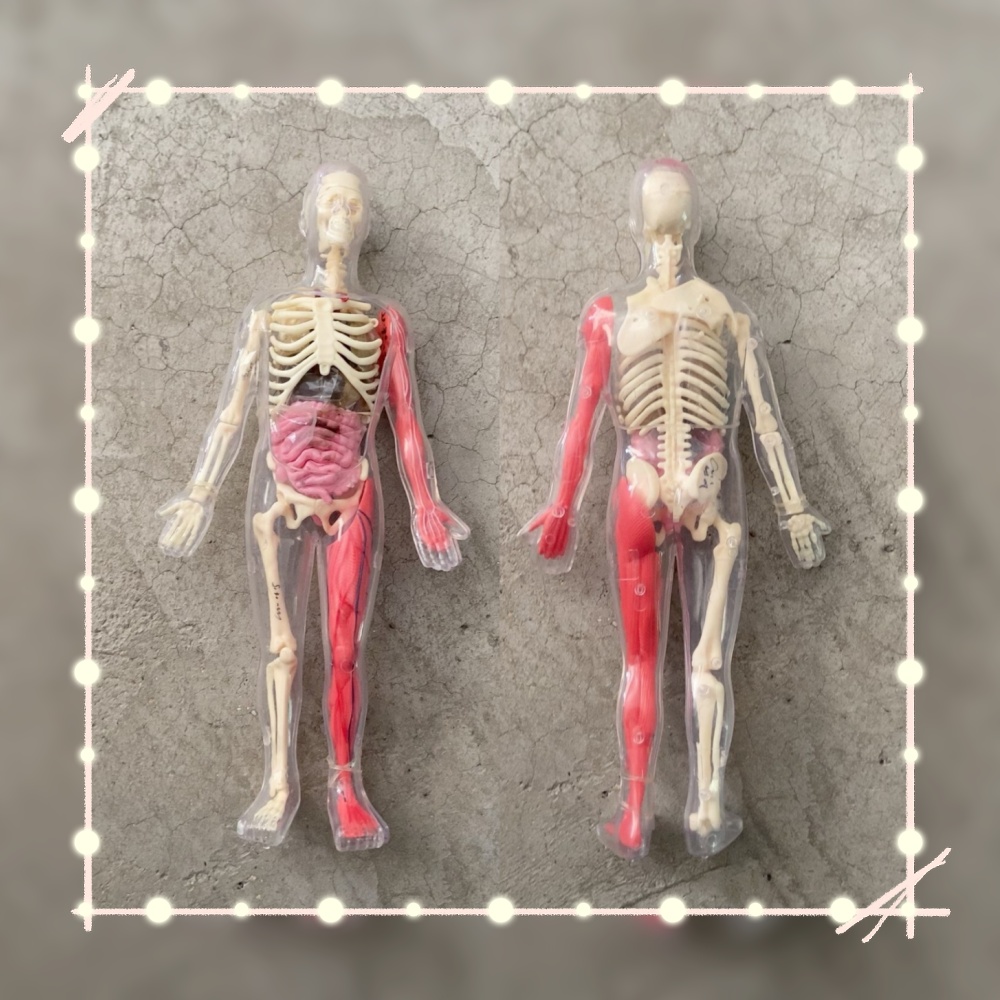 Human Body Puzzle - 在庫あり デフォルト欠陥あり オリジナル ルースカーゴ 人体器官模型 科学STEM