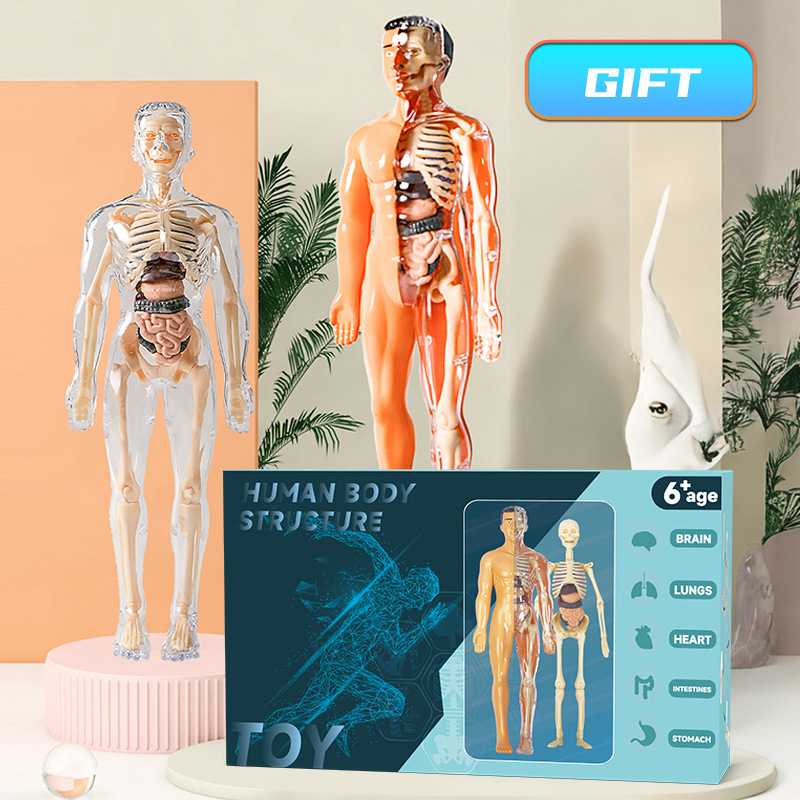 Human Body Puzzle - 子供のための3D人体胴体モデル,人体骨格オルガン,教育玩具,日曜大工,組み立て可能