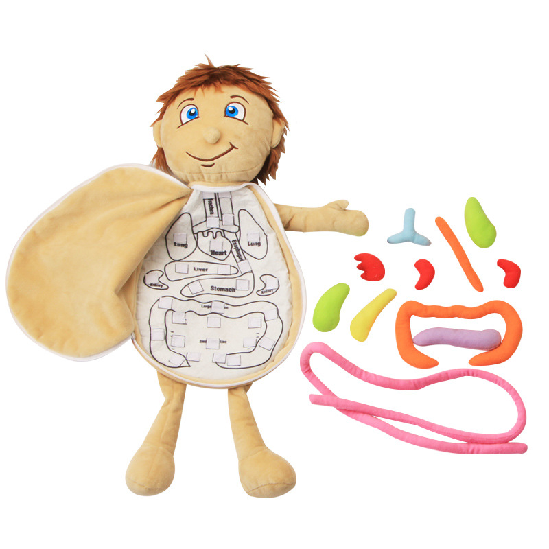 子供のための3D教育用おもちゃ,実験的なおもちゃの手,シミュ - Human Body Puzzle のレビューと価格