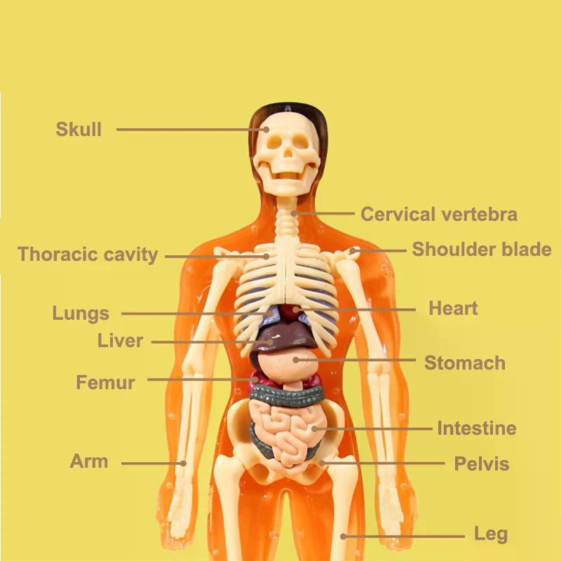 3D 人体骨格器官解剖学科学モデルキット子供の身体教育モデル - Human Body Puzzle のレビューと価格