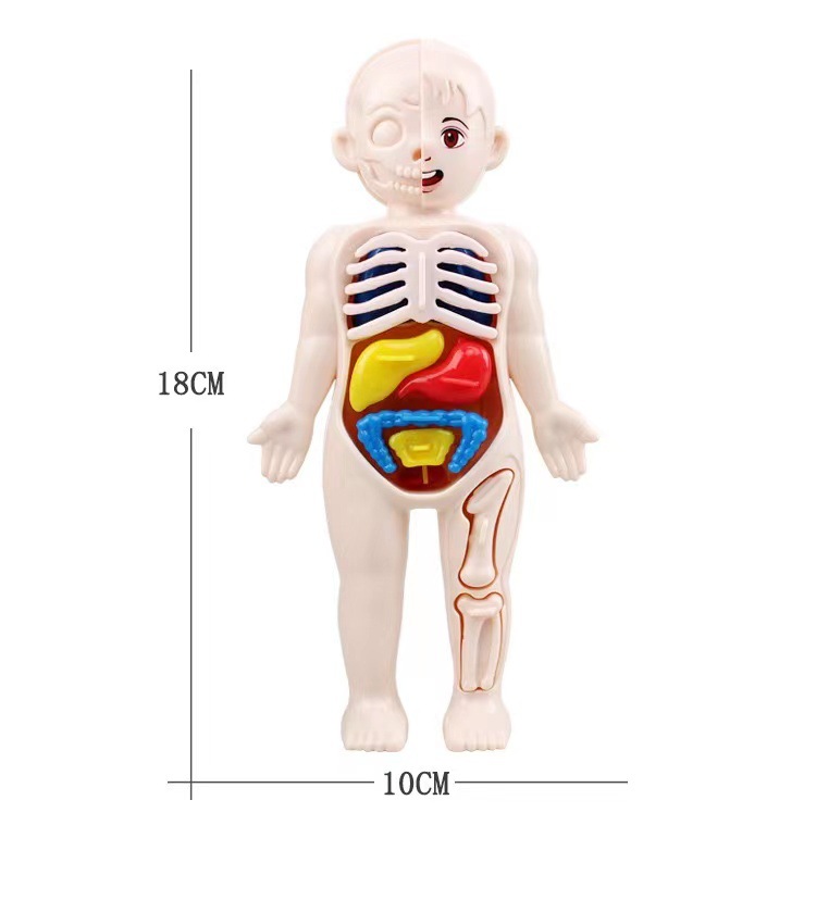 モンテッソーリ 3D パズル 14 個人体解剖学モデル教育学 - Human Body Puzzle のレビューと価格