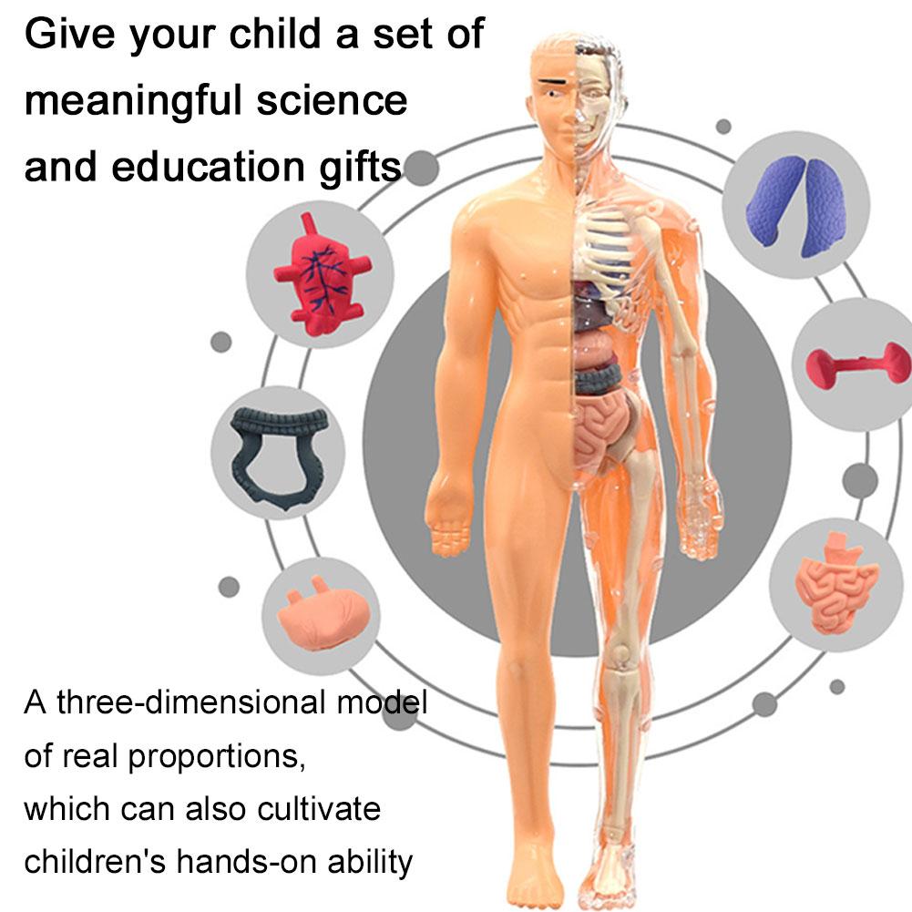 3D人体胴体モデル、解剖学、骨格、取り外し可能、シミュレーシ - Human Body Puzzle のレビューと価格