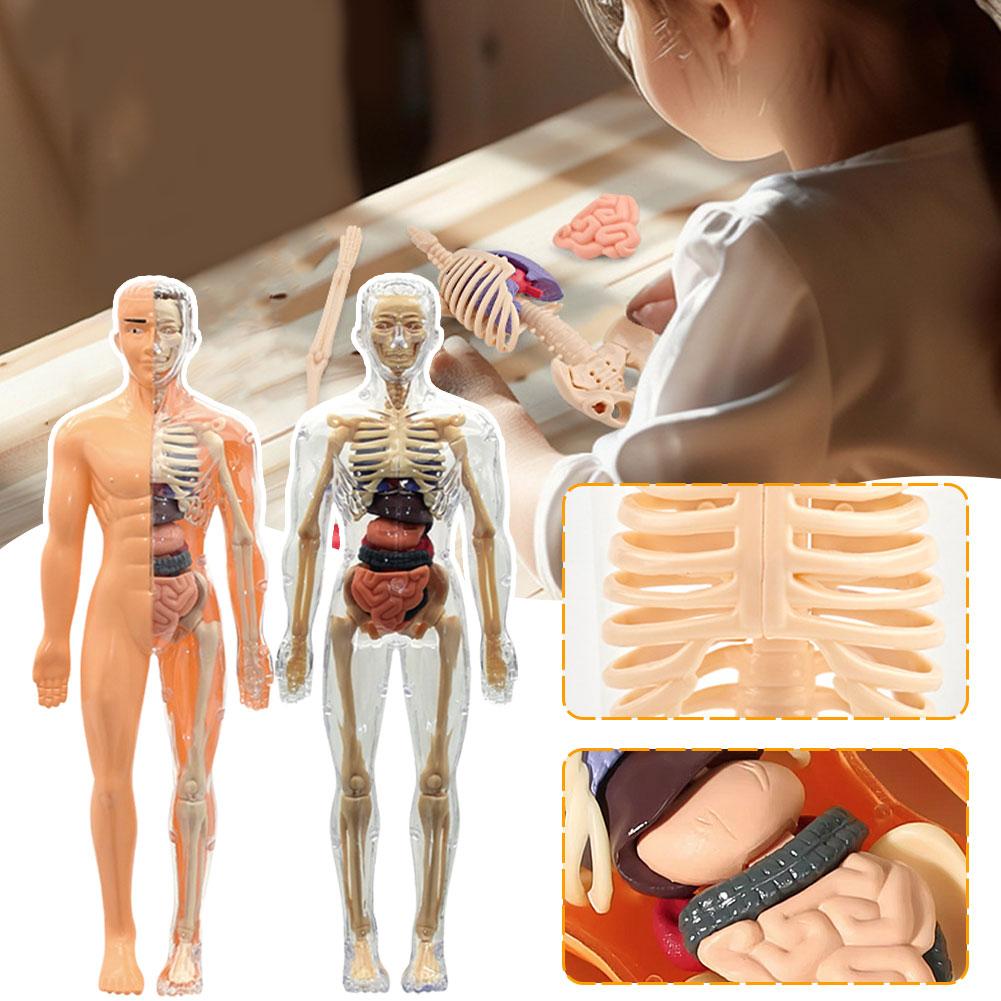 3D人体胴体モデル、解剖学、骨格、取り外し可能、シミュレーシ - Human Body Puzzle のレビューと価格