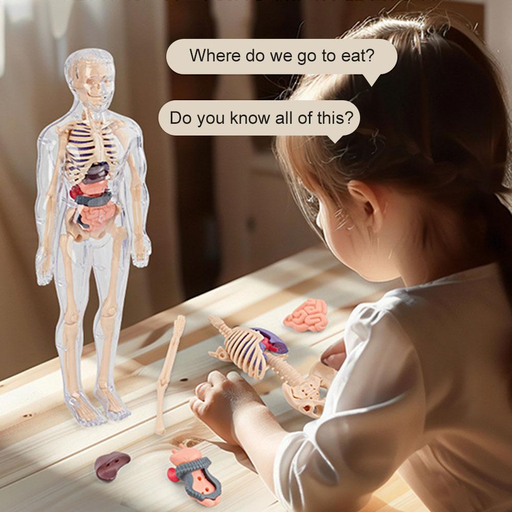 3D人体胴体モデル、解剖学、骨格、取り外し可能、シミュレーシ - Human Body Puzzle のレビューと価格