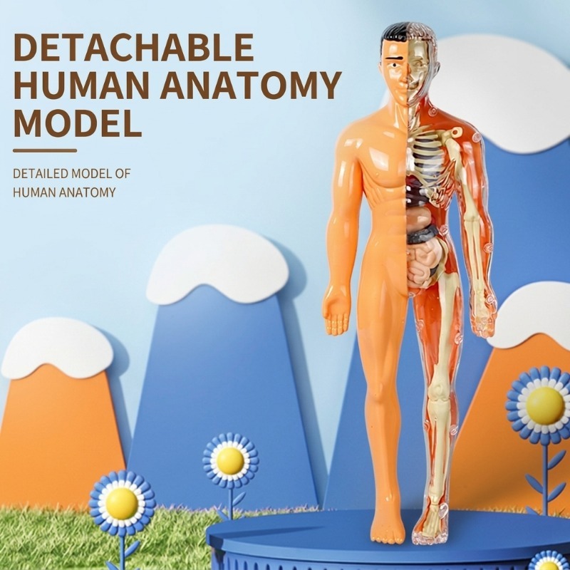 小学校DIY人体模型科学実験セット手作り技術制作材料パック教 - Human Body Puzzle のレビューと価格