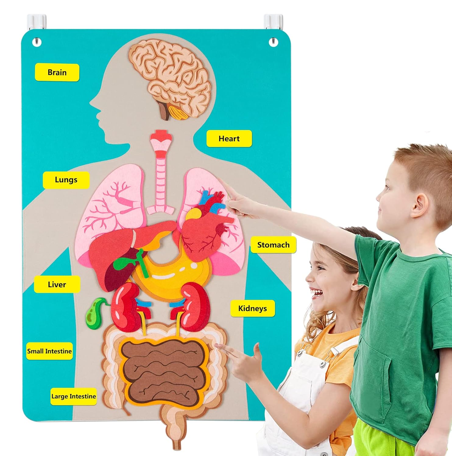 人体のパーツ フェルトボード ストーリー 子供向け モンテッ - Human Body Puzzle のレビューと価格