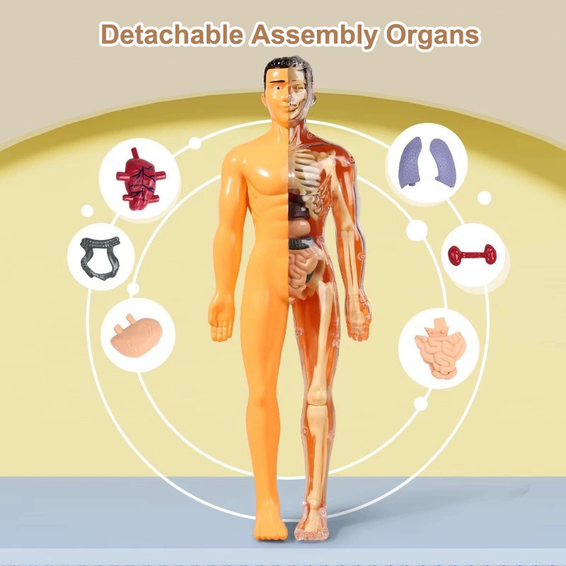 子供のための3D人体胴体モデル,人体骨格オルガン,教育玩具, - Human Body Puzzle のレビューと価格