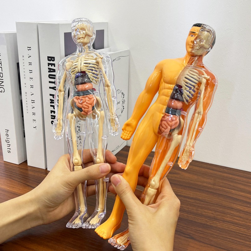 子供のための3D人体胴体モデル,人体骨格オルガン,教育玩具, - Human Body Puzzle のレビューと価格