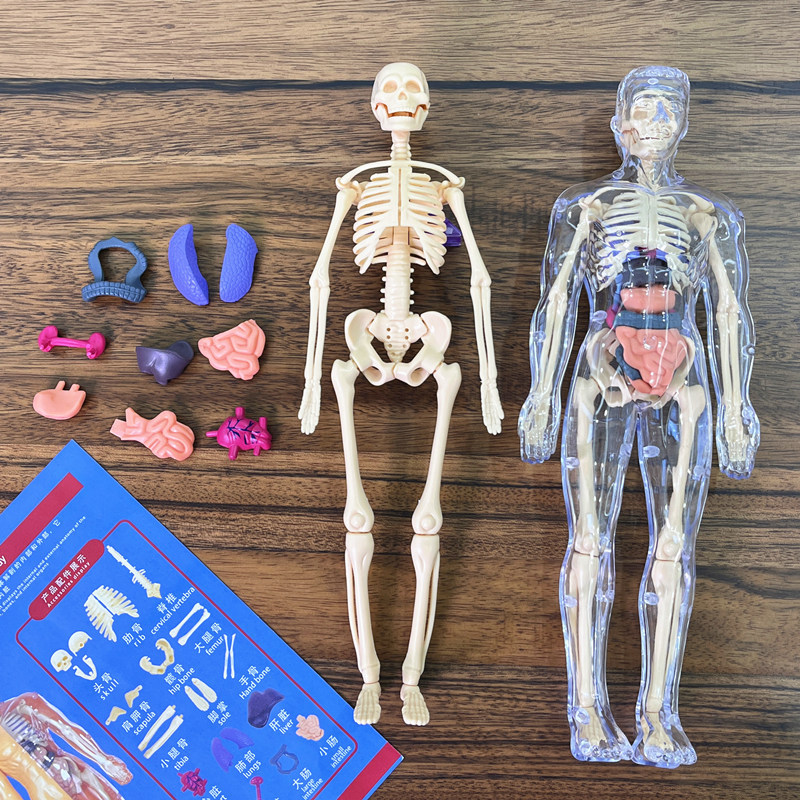 子供のための3D人体胴体モデル,人体骨格オルガン,教育玩具, - Human Body Puzzle のレビューと価格